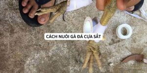 Cách Nuôi Gà Đá Cựa Sắt