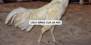 Cách Băng Cựa Gà Nòi Hiệu Quả