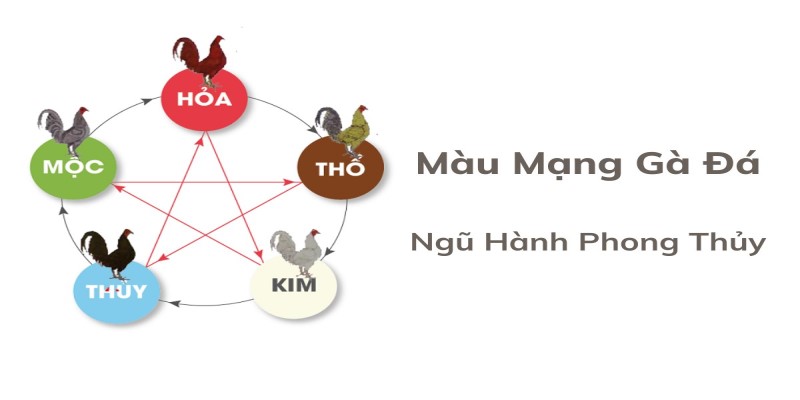 Coi màu mạng gà đá theo ngũ hành phong thủy