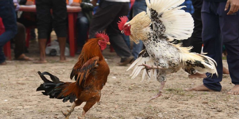 Màu mạng gà đá gà là gì?